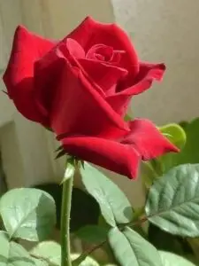 Habiba Habiba
